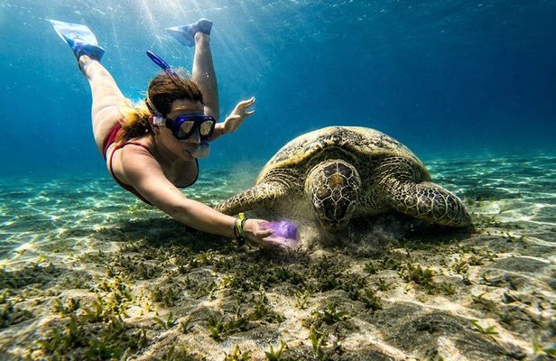 Abu Dabbab Snorkeling Tour with Turtles and Dugong Hurghada