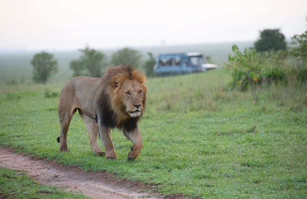 Half Day Nairobi National Park Safari with Free pickup & drop-off