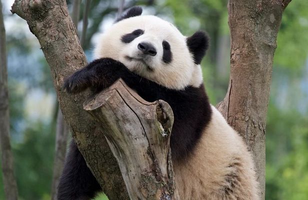 Private Chengdu Full Day City Tour with Pandas & Local Highlights