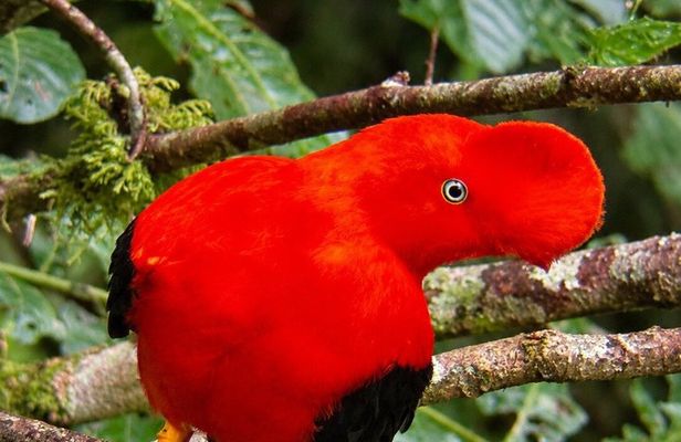From Cuzco Tour to Manu National Park For 4 days