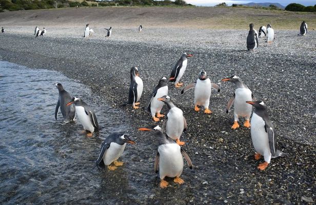 Penguin spotting on a small boat from Ushuaia