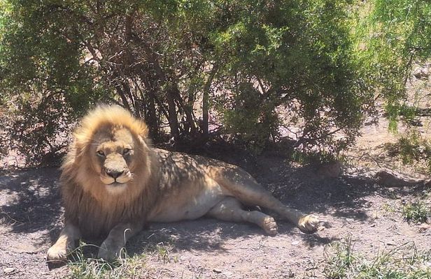 Full Day Safari Game Drive Experience