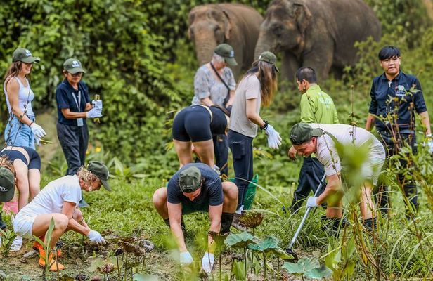 Elephant Sanctuary Volunteer Experience in Phuket