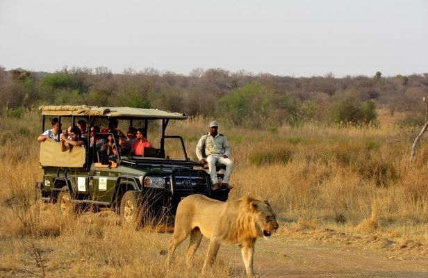 Dinokeng Open Vehicle Game Safaris Trip from Johannesburg