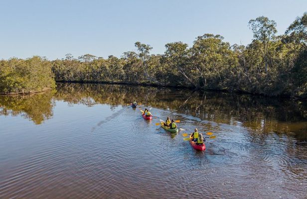 Noosa Everglade Kayak -South/Noosa End - Searching for Stingrays!