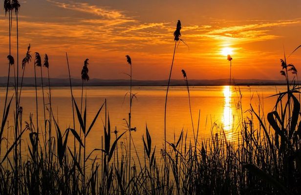 From Valencia Tour to the Albufera of Valencia and Paella