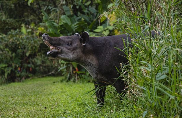 Tapir Valley Night Walk from Papagayo: Wildlife, Frogs and Dinner
