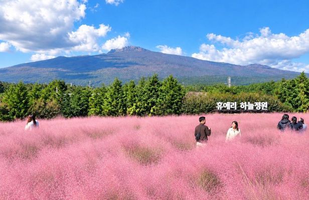 Jeju South-West UNESCO Tour with Pink Muhly Festival