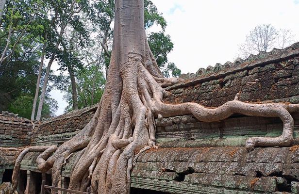 Private Half-Day Tour: Ta Prohm Jungle Temple Highlights