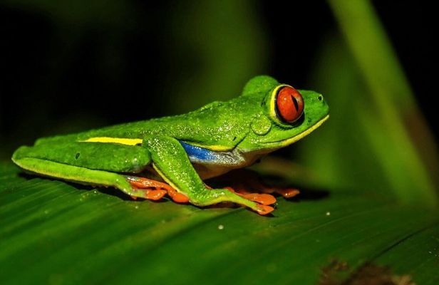 La Fortuna Wildlife Walking Night Tour near Arenal Volcano