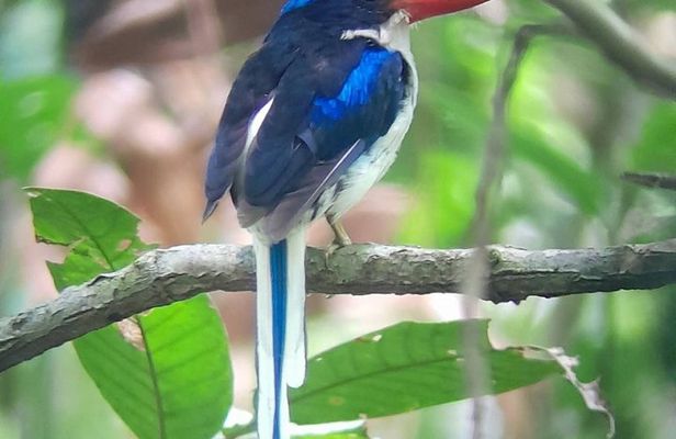 Malagufuk West Papua Bird of Paradise Birdwatching Adventure