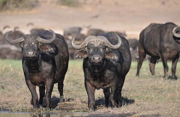 Ngorongoro Crater Private Day Safari from Arusha