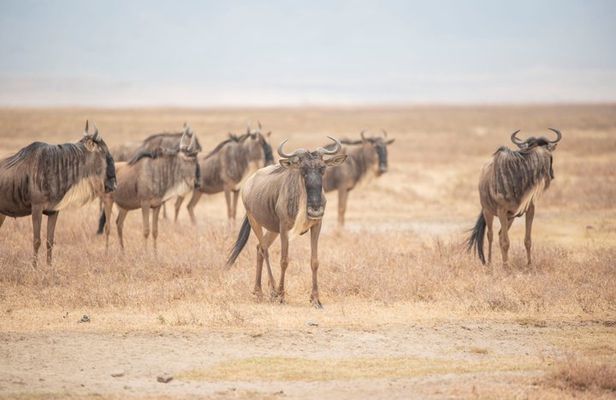4 Days Group Camping Safari Tarangire Serengeti and Ngorongoro