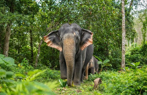 Phuket Elephant Observation Hour and Canopy Walk
