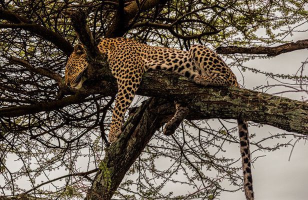 3 Days Tanzania Safari Private Tour