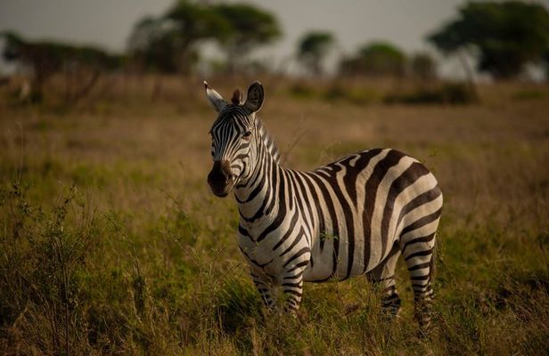5 Days Tanzania Midrange Group Camping Safari