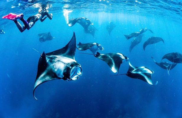 Bali: Nusa Penida Private Boat Snorkeling & Land Tour