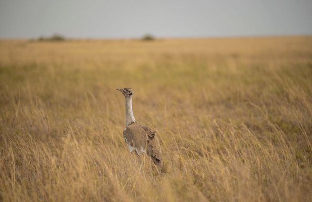 4 Days Tarangire Serengeti and Ngorongoro Mid Range Group Safari