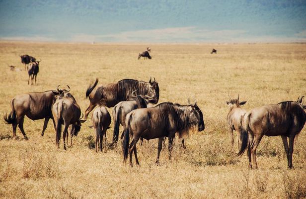 3 Days Midrange Group Tanzania Safari Serengeti and Ngorongoro