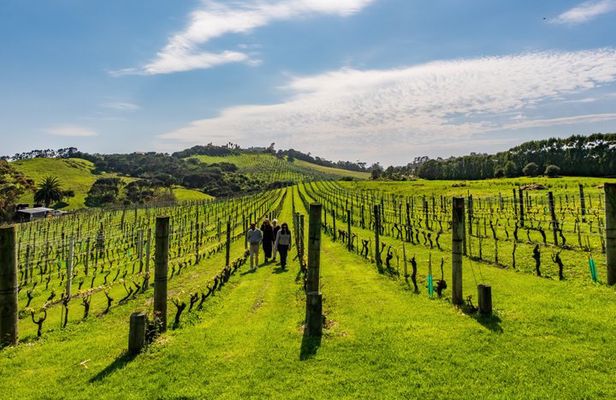 Private Waiheke Food & Wine Tour