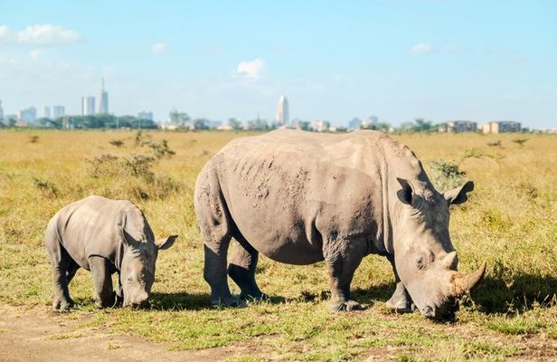 Full Day Lake Nakuru National Park Tour