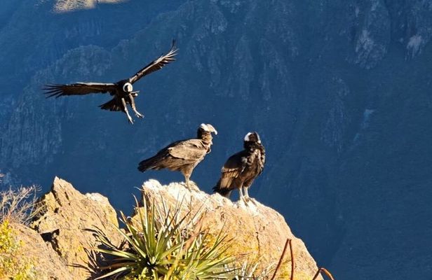 Colca Canyon One Day Tour Hike Condor Viewpoint Inca Trail