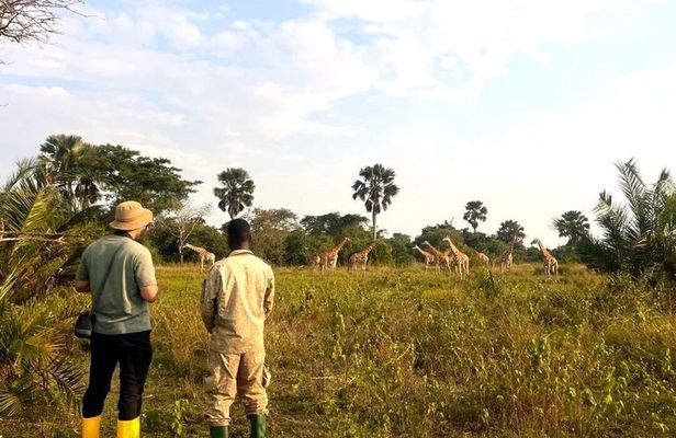 2 Day Lake Mburo National Park Safari and Shoebill Tracking
