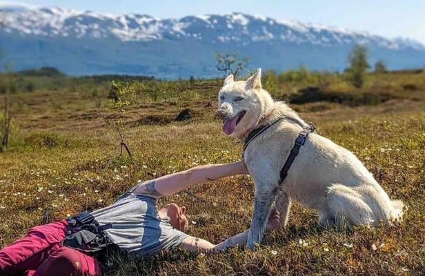 A Husky Walk To Remember In Lapland
