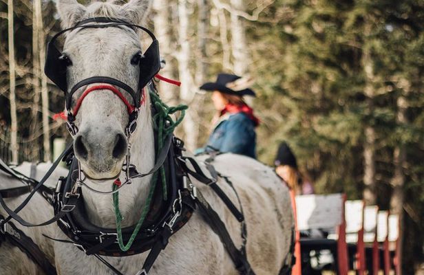 30 Minute Shared Winter Sleigh Ride Experience in Kananaskis