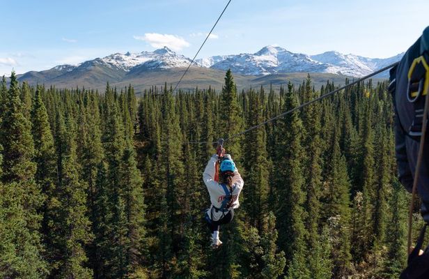 Denali Park Zipline Adventure: Denali's Highest Rated Zip Tour!
