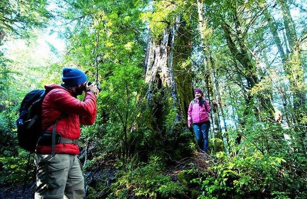 Puerto Blest and Los Cántaros Waterfall Day Trip from Bariloche
