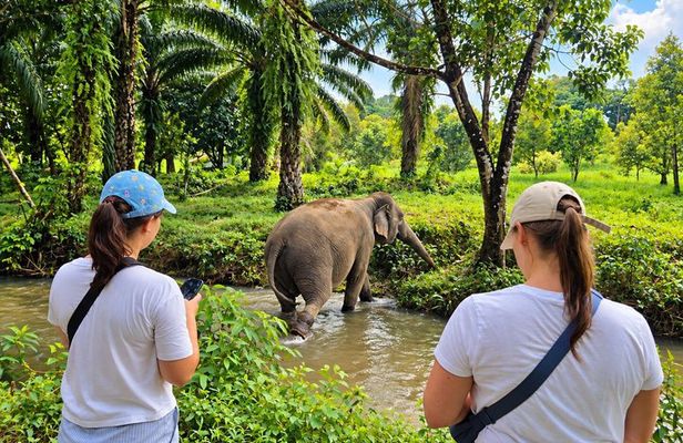 Khao Lak Elephant Sanctuary Small-Group Guided Tour