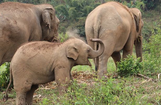 Premium Half-Day Ethical Elephant Care Experience Max 9 Guests