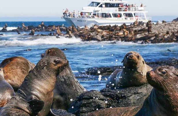 Phillip Island Wildlife and Penguin Tour with Cruise Option