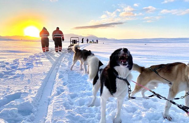 Year-Round Dogsledding Adventure Near Reykjavík Optional Transfer