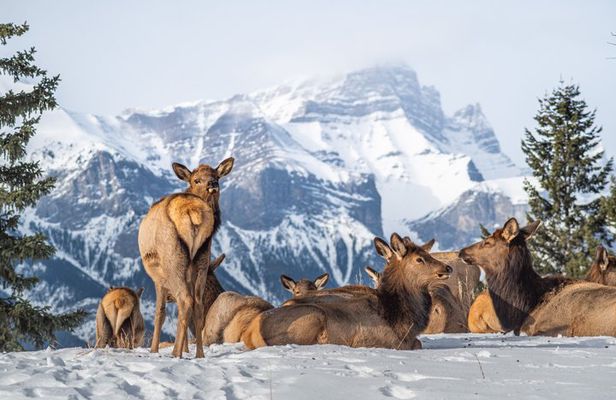 Banff Highlights & Wildlife | Award-Winning Small Group Tour