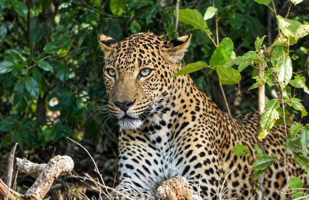 Special Yala safari from Hambanttota port Yala Nisha safari