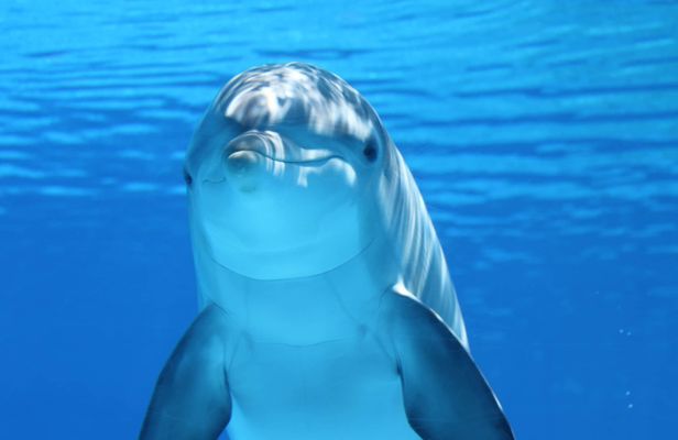 Swimming with Dolphins in New Zealand