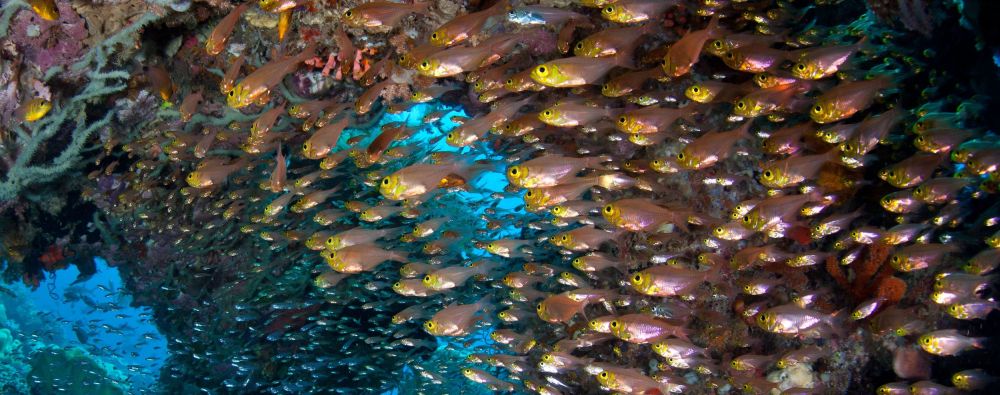 2-Hour Night Diving Session in Dubrovnik