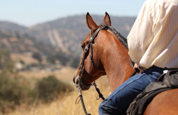 Horseback Ride Under the Hollywood Sign in Los Angeles for Two