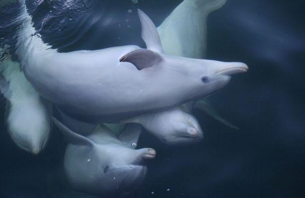 Dolphin Kayaking Adventure Tour in Australia