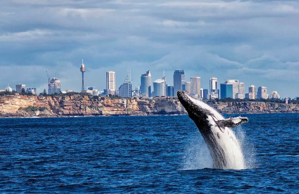 Whale Watching and Sydney Harbour Lunch Cruise