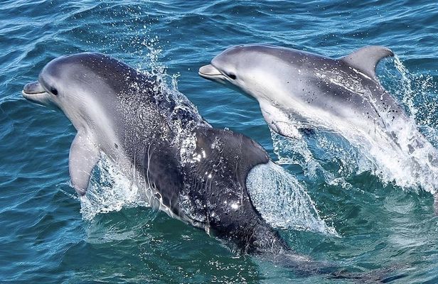 Dolphin and Seal Swim Tour in Australia