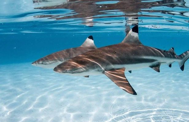 Ocean Wildlife Expedition; Swim With Whales, Sharks, & Rays Half-Day Boat Tour